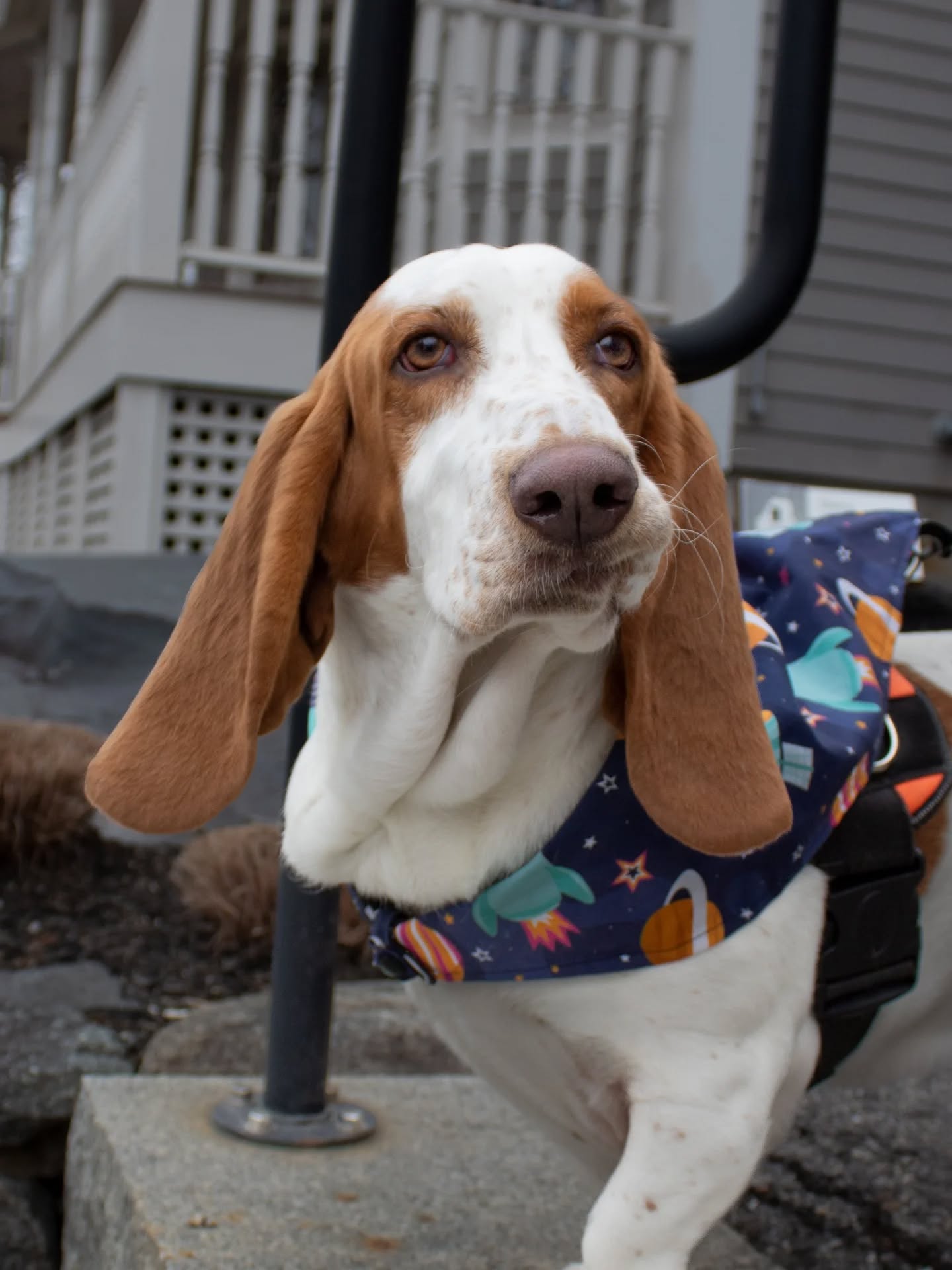 Dog Bandana