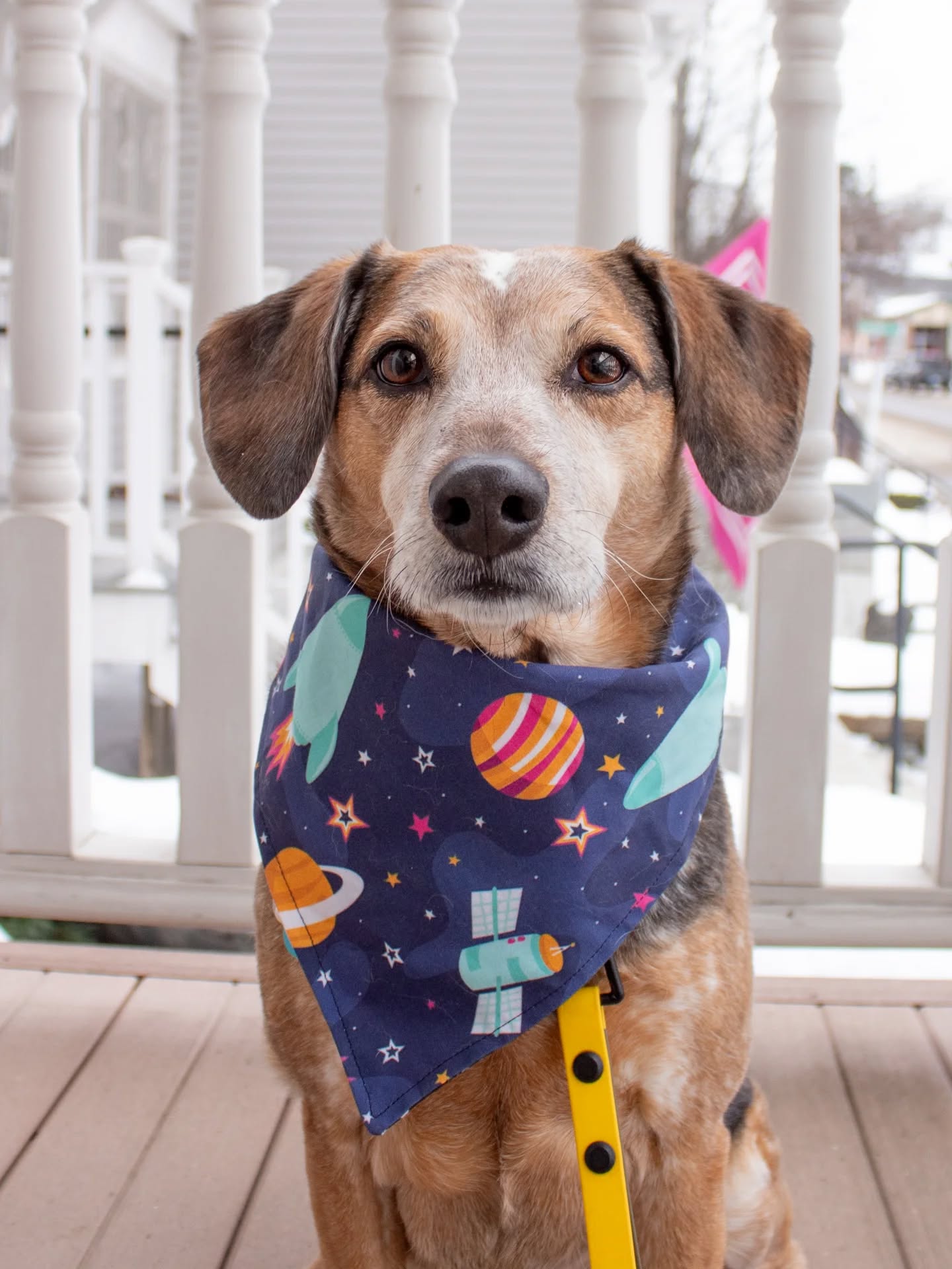 Dog Bandana
