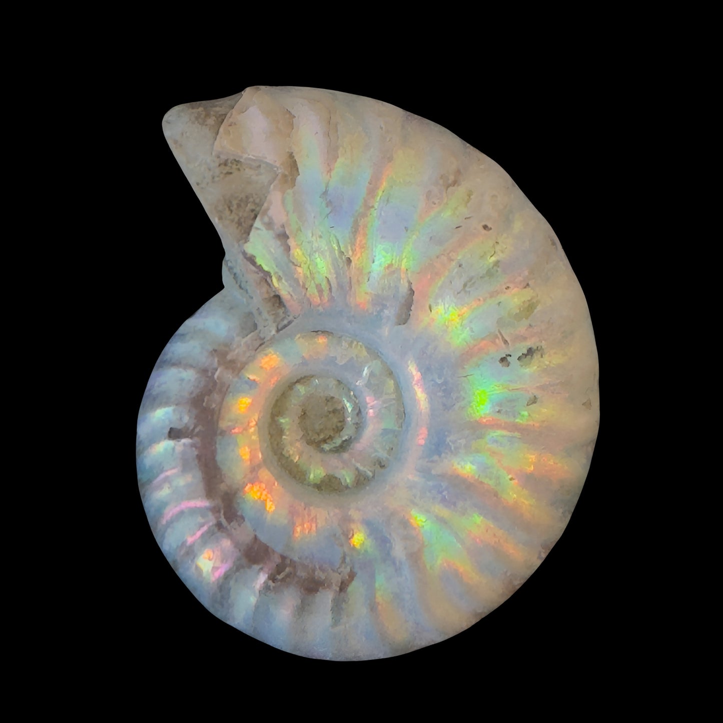 Opalized Ammonites